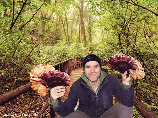reishi