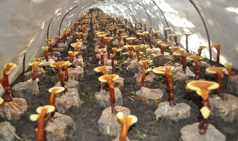 Dunawood Red Reishi