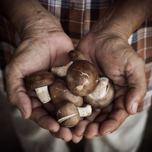 choleterol-shiitake